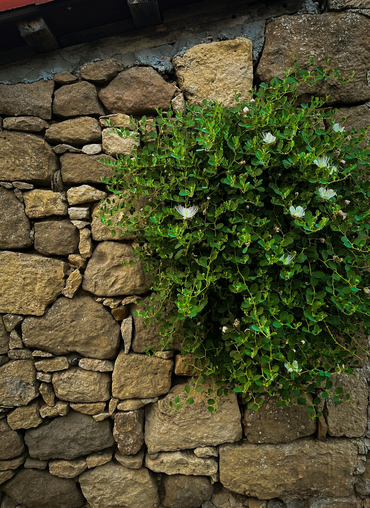 Mur en pierre avec verdure grimpante à Castagniers
